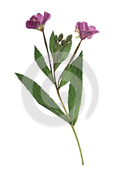 Pressed and dried delicate lilac flowers fireweed epilobium collinum on stem with green leaves. Isolated on white background.