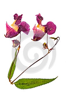 Pressed and dried delicate lilac flowers impatiens glandulifera. photo