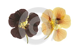 Pressed and dried delicate orange and brown flowers