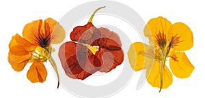 Pressed and dried delicate orange, yellow flowers nasturtium tropaeolum. Isolated on white background. For use in scrapbooking,