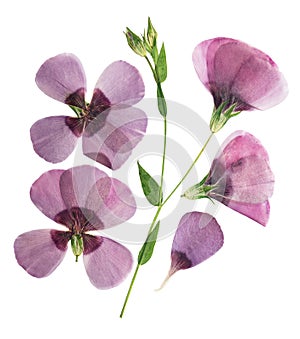 Pressed and dried delicate purple flower flax, isolated on white background. For use in scrapbooking, pressed floristry or