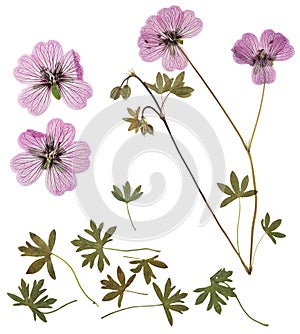 Pressed and dried delicate transparent flowers geranium, isolated on white background. For use in scrapbooking, floristry or photo