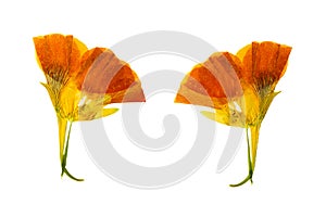 Pressed and dried delicate yellow colored flowers nasturtium