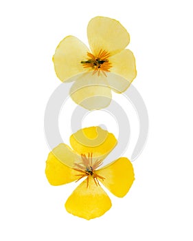 Pressed and dried delicate yellow flowers eschscholzia