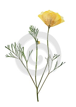 Pressed and dried delicate yellow flowers eschscholzia.