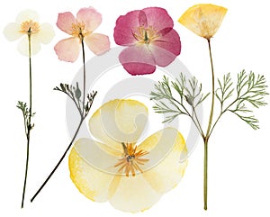 Pressed and dried delicate yellow flowers eschscholzia. Isolated on white background