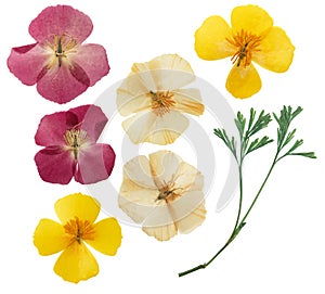 Pressed and dried delicate yellow flowers eschscholzia eschscholzia Californica, California poppy. Isolated on white background