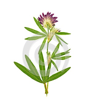 Pressed and dried flower alfalfa. Isolated