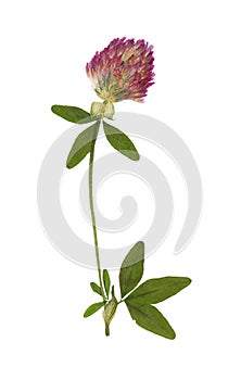 Pressed and dried flower alfalfa. Isolated