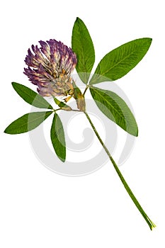 Pressed and dried flower alfalfa.isolated