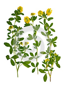 Pressed and dried flower alfalfa on stem with green leaves.