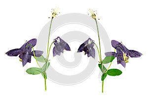 Pressed and Dried flower Aquilegia vulgaris. Isolated on white