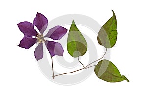 Pressed and dried flower clematis with green leaves. Isolated