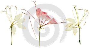 Pressed and dried flower cleome or spider flower, isolated