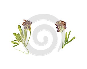 Pressed and dried flower clover or trefoil.