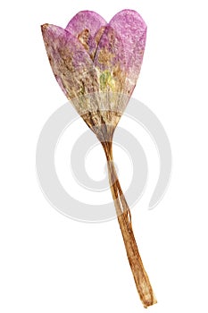 Pressed and dried flower colchicum. Isolated