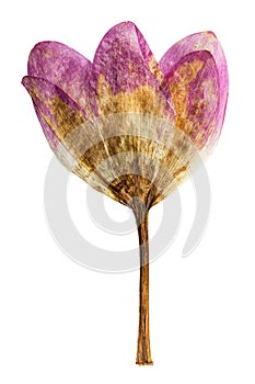 Pressed and dried flower colchicum, isolated