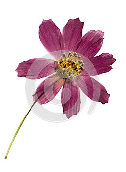 Pressed and dried flower coreopsis. Isolated