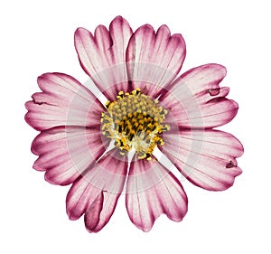 Pressed and dried flower cosmos, isolated on white