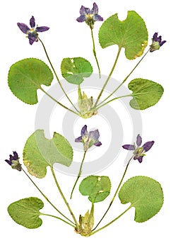 Pressed and Dried flower daisy(marguerite). Isolated on white ba