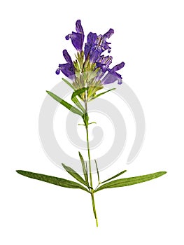 Pressed and dried flower dragonhead or Dracocephalum ruyschiana, isolated