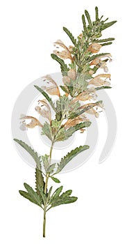 Pressed and dried flower dragonhead, isolated on white background. For use in scrapbooking, floristry or herbarium