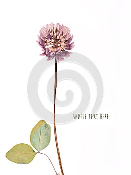 Pressed and dried flower