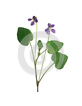 Pressed and dried flower forest violets, isolated on white