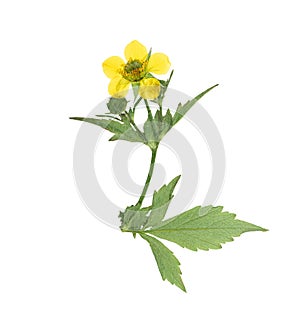 Pressed and dried flower Geum rivale, isolated on white