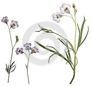 Pressed and dried flower gilia isolated on white background. For use in scrapbooking, floristry or herbarium