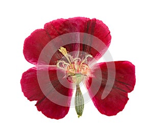 Pressed and dried flower godetia isolated on white photo