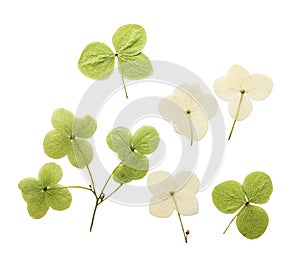 Pressed and dried flower hydrangea. Isolated