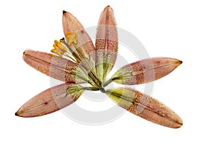 Pressed and dried flower lily martagon, isolated on white