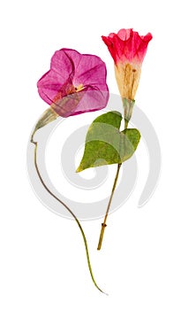 Pressed and dried flower morning-glory or Ipomoea, isolated on w