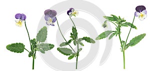 Pressed and dried flower pansies or violet, isolated on white background. For use in scrapbooking, floristry or herbarium