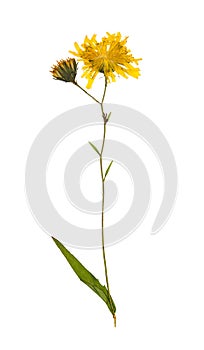 Pressed and dried flower picris hieracioides isolated