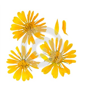 Pressed and dried flower picris hieracioides isolated