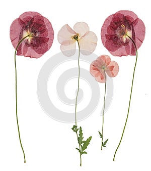 Pressed and dried flower poppy, isolated on white background. For use in scrapbooking, floristry or herbarium photo