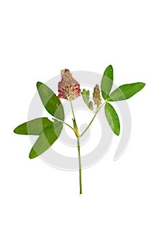 Pressed and Dried flower red clover or trifolium pratense