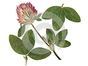 Pressed and dried flower red clover or trifolium pratense. Isolated on white background. For use in scrapbooking, floristry or