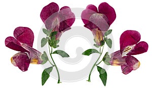 Pressed and dried flower snapdragons or antirrhinum, isolated on