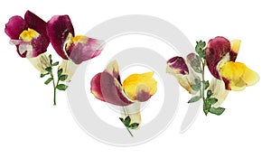 Pressed and dried flower snapdragons or antirrhinum, isolated on photo
