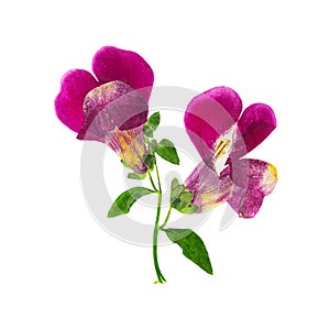 Pressed and dried flower snapdragons or antirrhinum, isolated photo