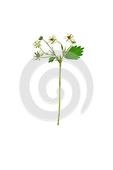 Pressed and dried flower strawberry. Isolated on white backgroun