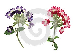 Pressed and dried flower verbena, isolated on white