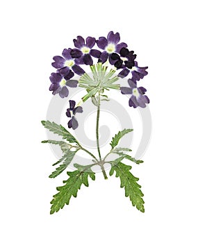 Pressed and dried flower verbena, isolated on white