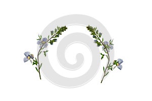 Pressed and Dried flower Veronica officinalis. Isolated on white background.