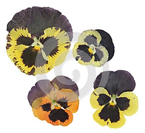 Pressed and dried flower violet or pansies, isolated on white background. For use in scrapbooking, floristry or herbarium