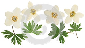 Pressed and dried flowers anemone, isolated on white background. For use in scrapbooking, floristry or herbarium