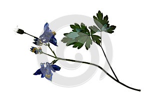 Pressed and dried flowers of Aquilegia